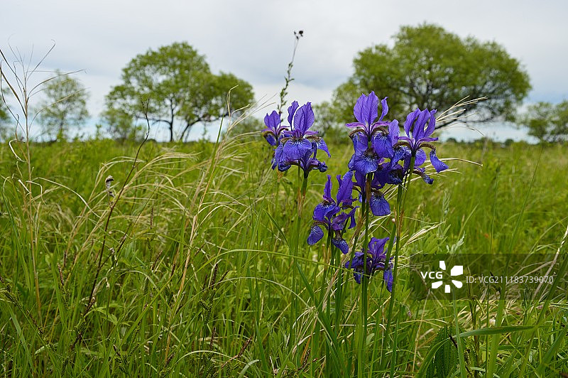 西伯利亚鸢尾野外盛开图片素材