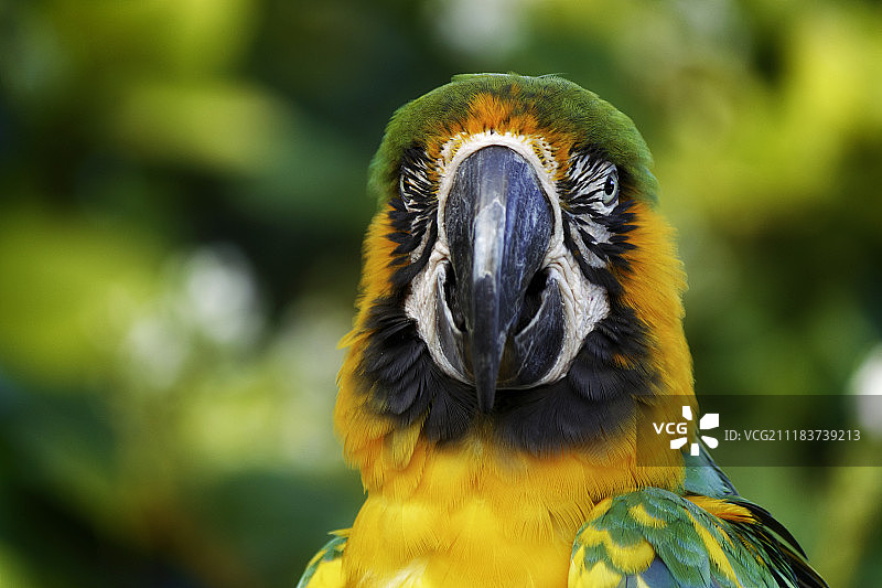 蓝色金刚鹦鹉图片素材
