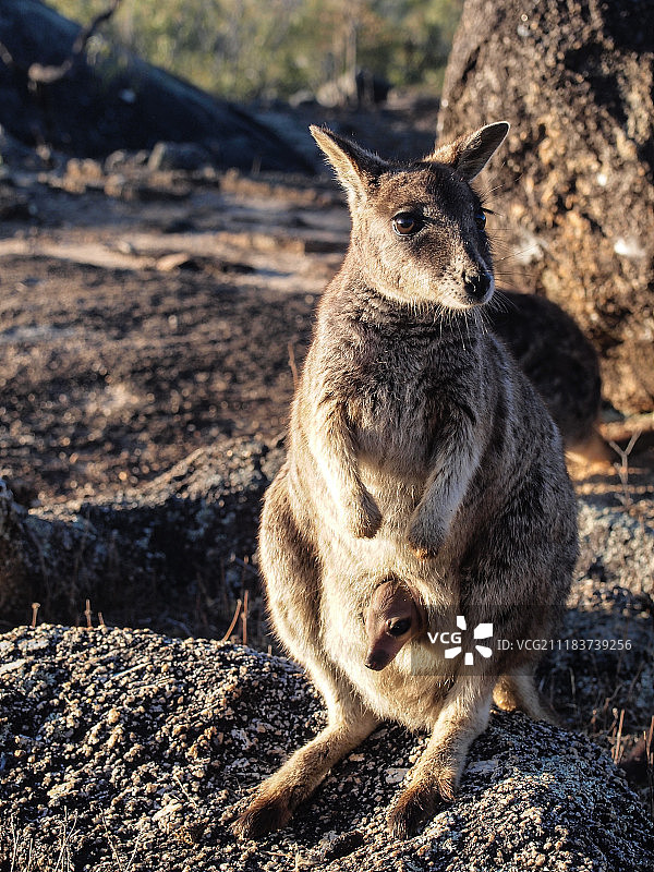 成年袋鼠与幼崽图片素材