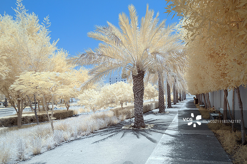 树木和灌木的假彩色红外图像图片素材