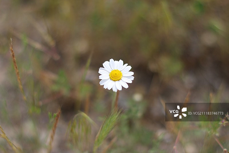 孤独的洋甘菊图片素材