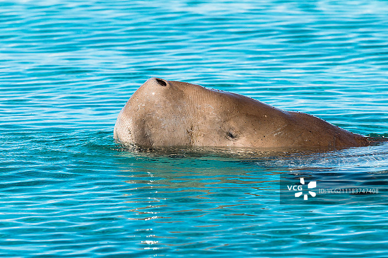 水中的哺乳动物图片素材