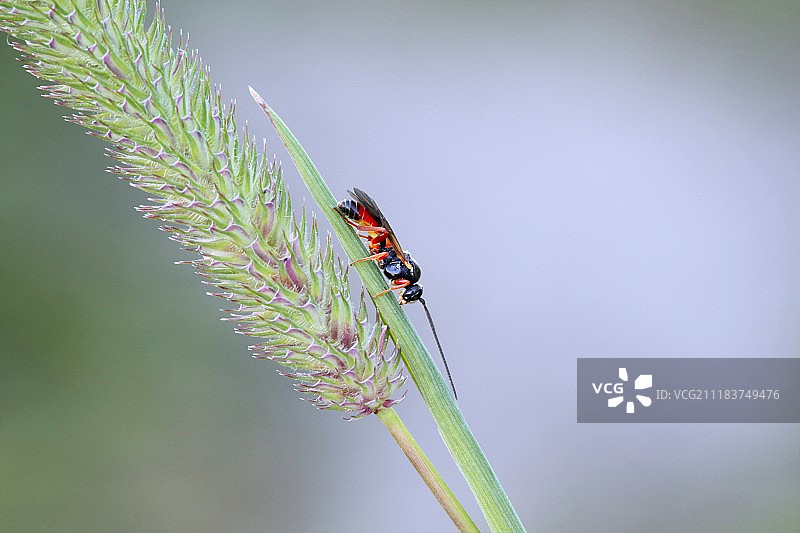 提摩西草上的胡蜂图片素材