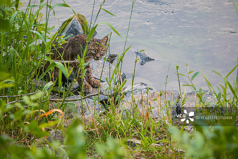 俄勒冈州河边的短尾猫图片素材
