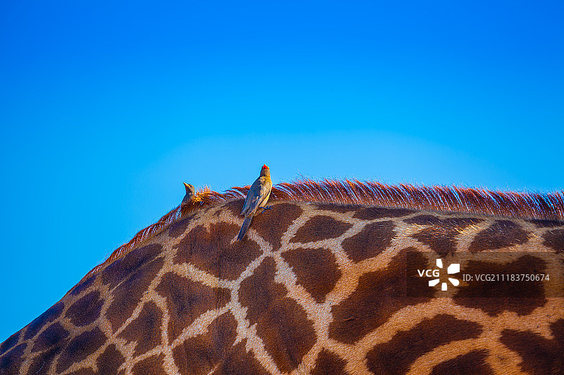 长颈鹿背上的牛椋鸟图片素材