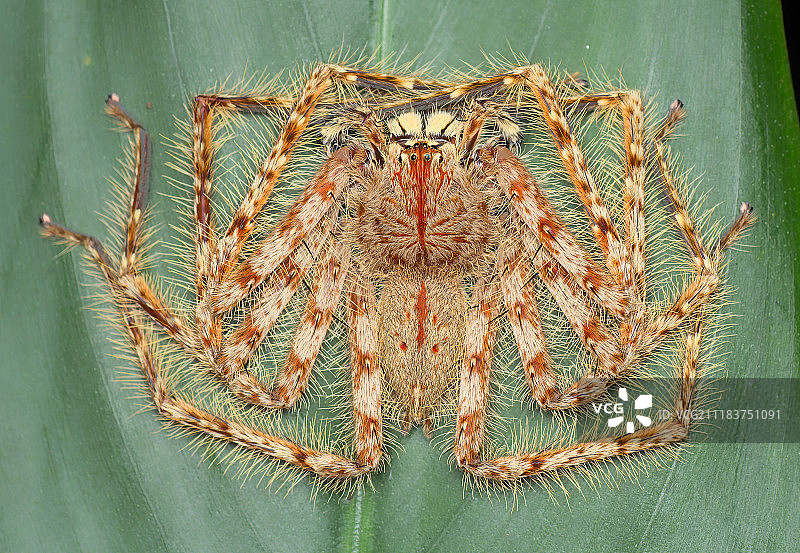 大卫·鲍伊高脚蛛图片素材