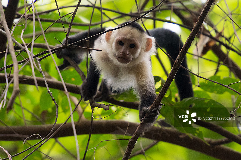 白面卷尾猴图片素材