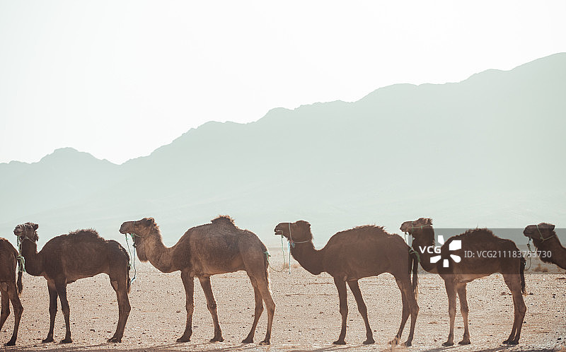 沙漠里的一群单峰骆驼图片素材