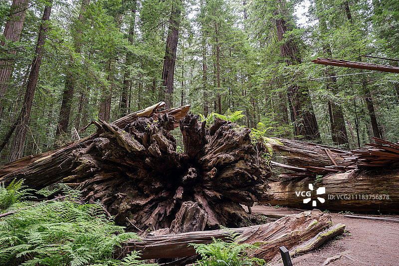 洪堡红杉图片素材