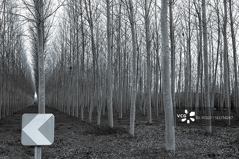 寻找槲寄生图片素材