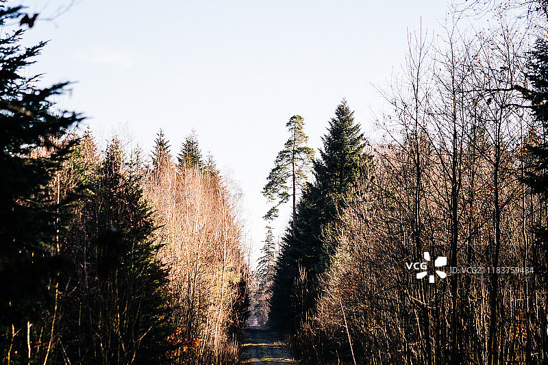 黑森林冬日阳光图片素材