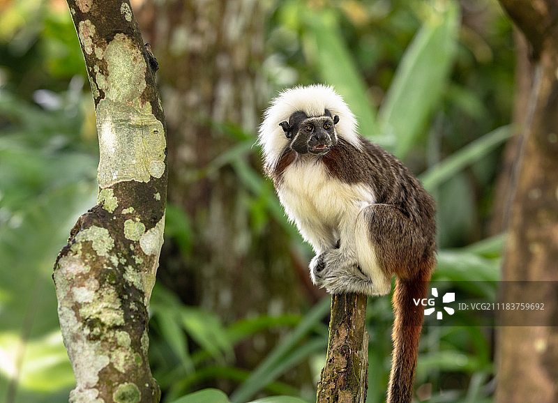 棉顶绢毛猴坐在树枝上图片素材