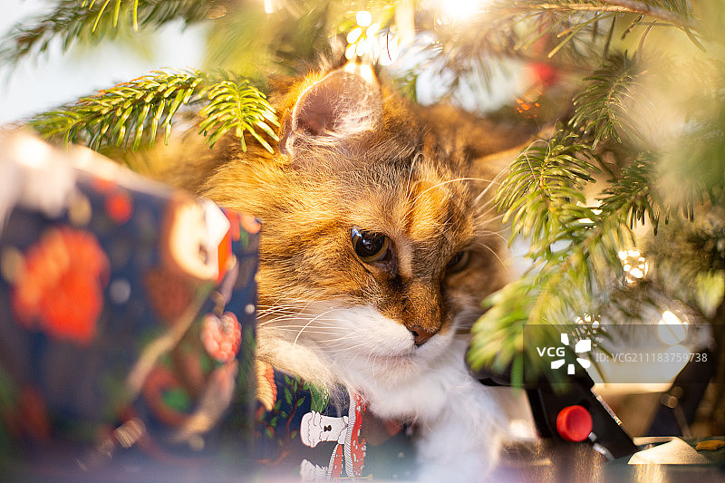 礼物的守护者图片素材