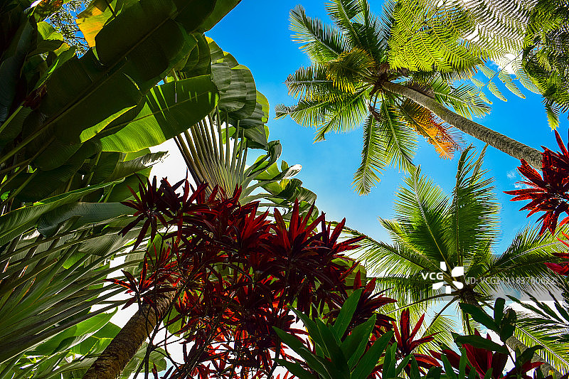 巴厘岛的棕榈树图片素材