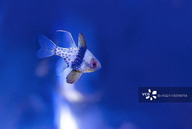 仿佛置身海洋图片素材