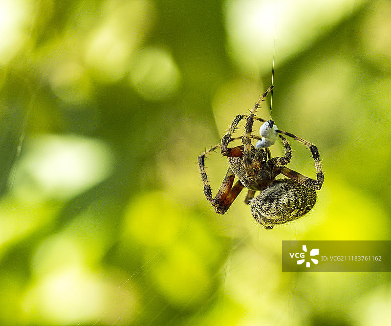 园蛛图片素材