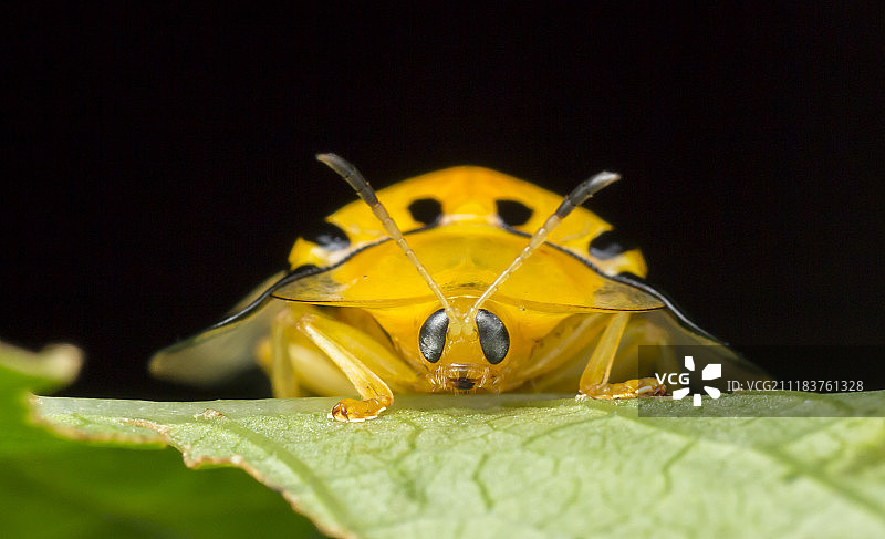 黄色龟甲金花虫图片素材