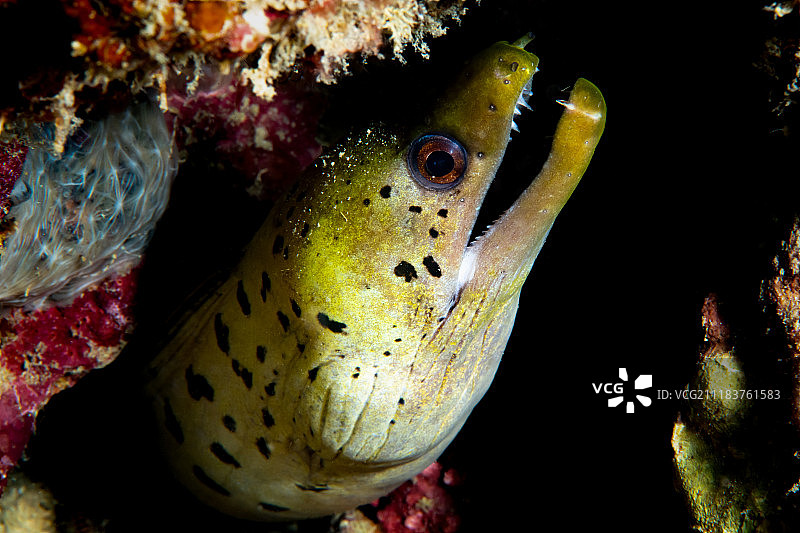 黄色斑点鳗鱼图片素材