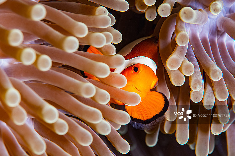 躲藏的银莲花鱼图片素材