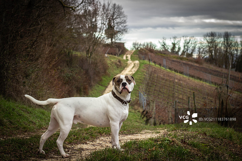 山丘之王图片素材