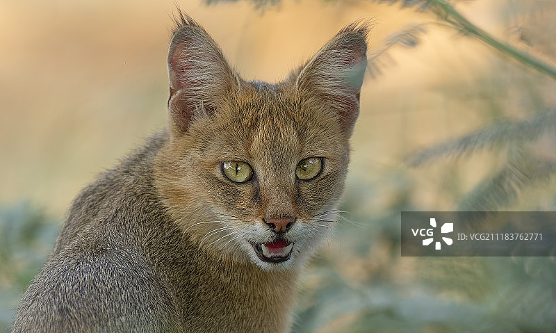 丛林猫图片素材