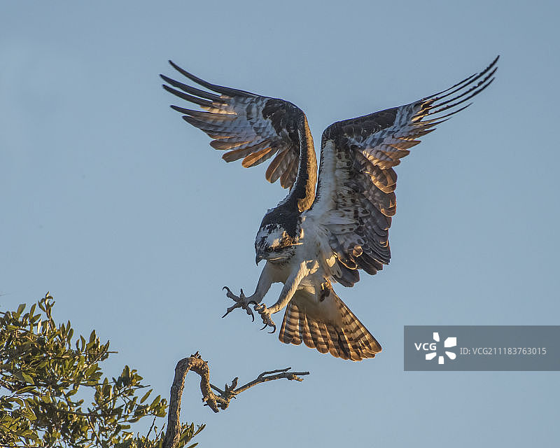 高处降落的鹗图片素材