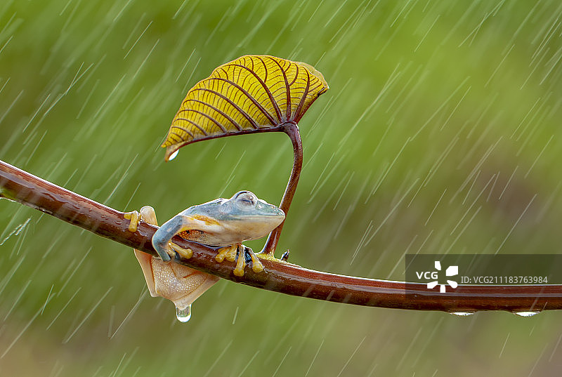 森林里的绿树蛙图片素材