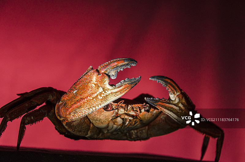 红色背景上的螃蟹肖像图片素材