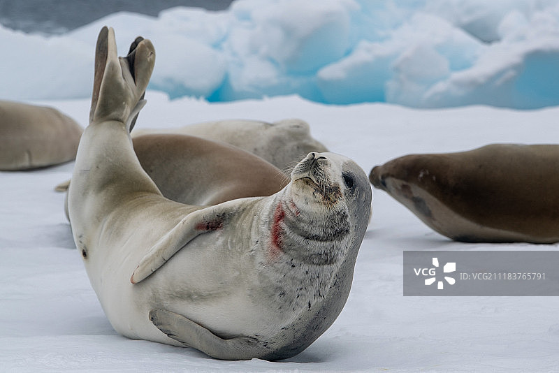 在雪地上休息的食蟹海豹图片素材