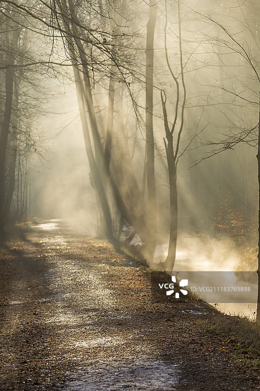 一个阳光明媚的冬日早晨，森林里的小溪上起了雾图片素材