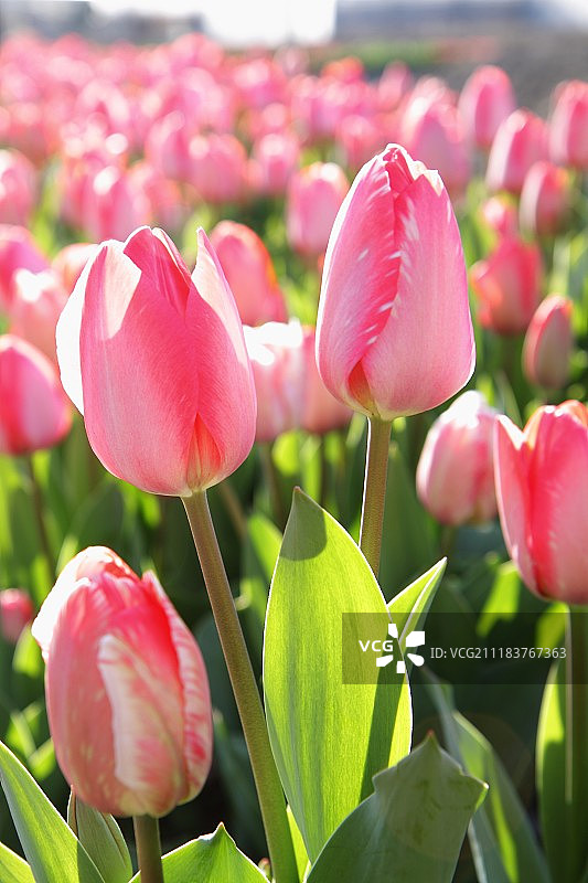 花园里盛开的红色郁金香图片素材