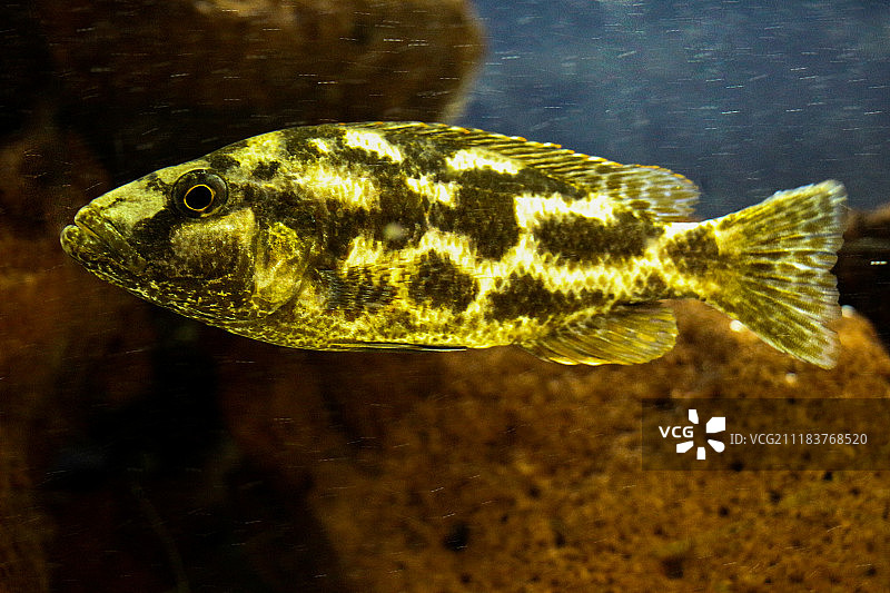 水族馆中的美丽鱼儿图片素材