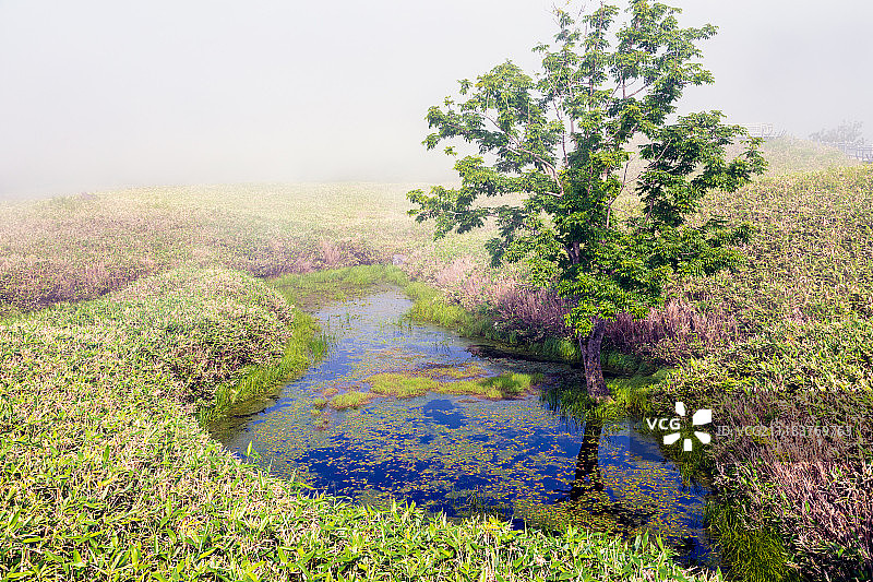 知床五湖的草地和雾中树图片素材