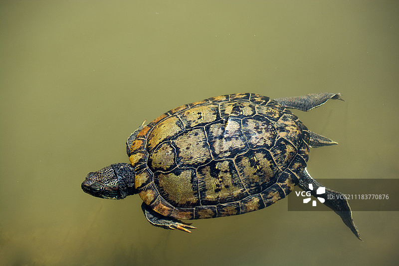 湖中游弋的孤独乌龟图片素材