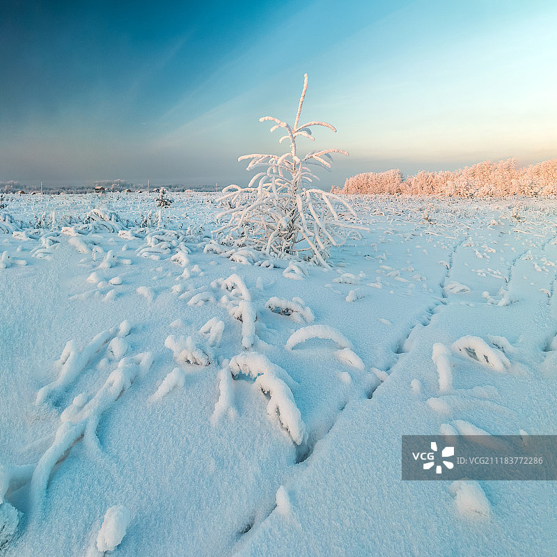 孤单的圣诞树图片素材