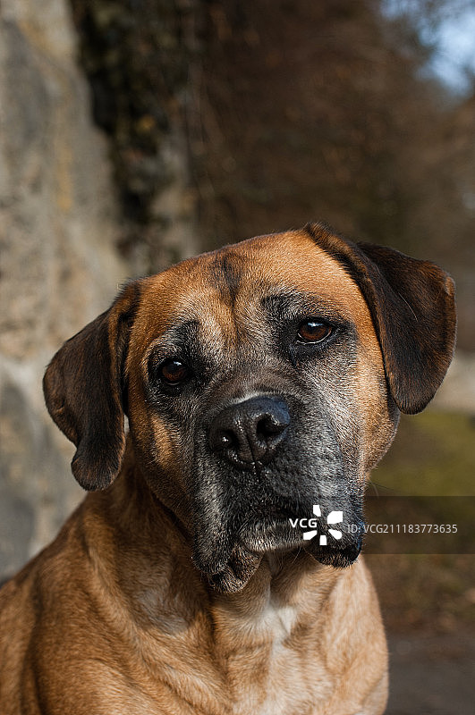 贝利与自然图片素材