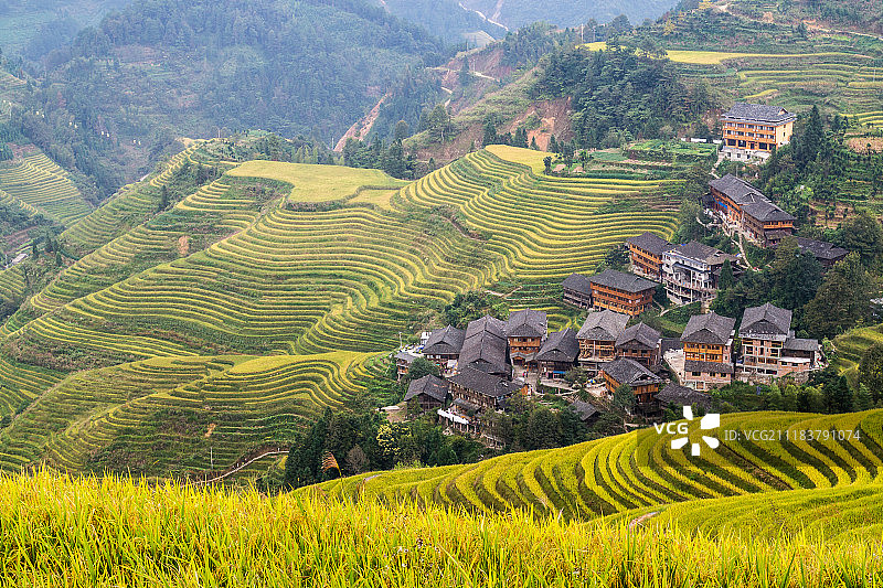 桂林龙脊梯田金秋图片素材
