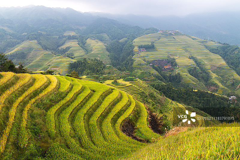桂林龙脊梯田金秋图片素材