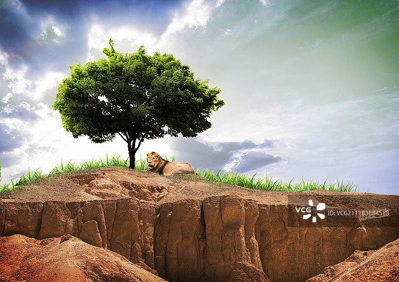 悬崖上狮子的数字生成图像图片素材