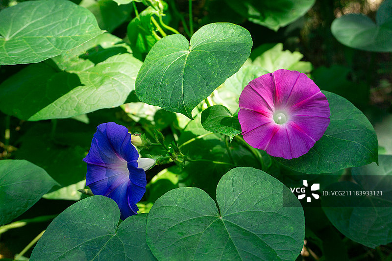 牵牛花图片素材