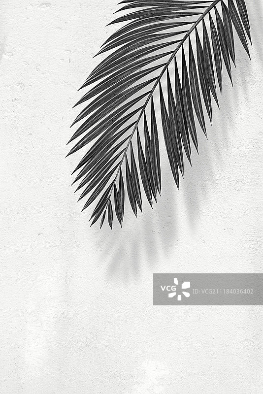 植物概念物体图片素材