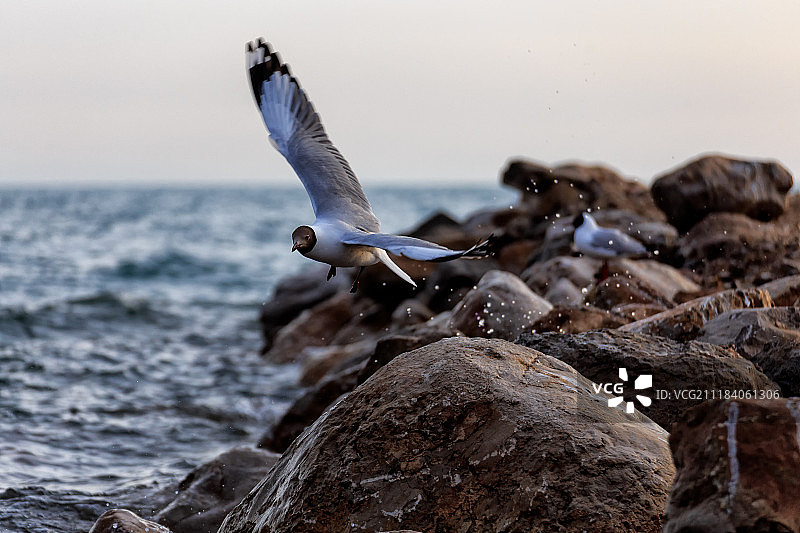 展翅高飞的海鸥图片素材