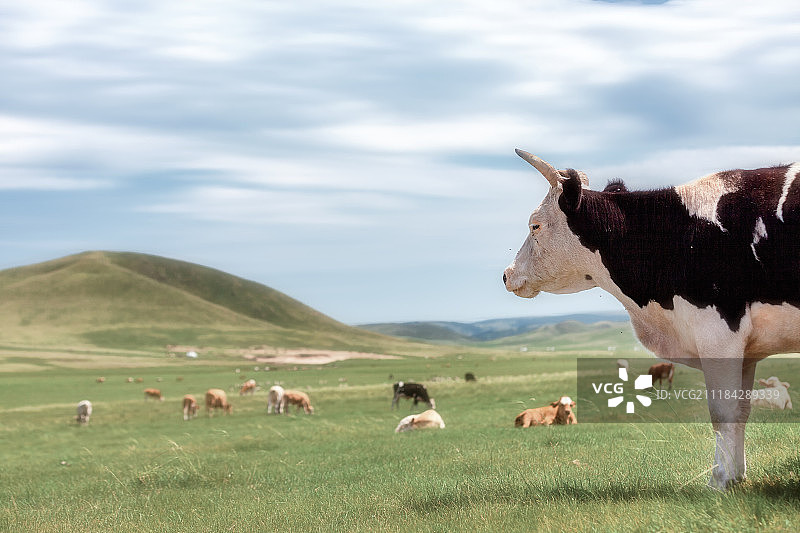 夏天的草原图片素材