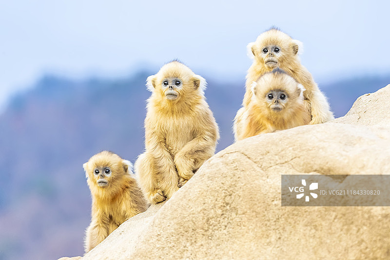 陕西秦岭的金丝猴图片素材