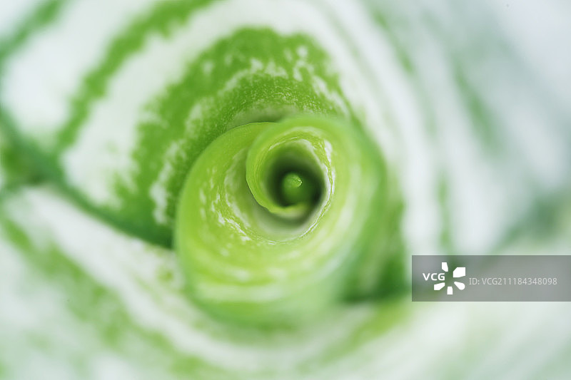 植物旋转细节图片素材