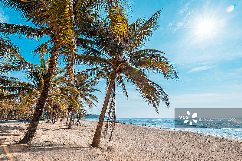 阳光下的椰树和沙滩图片素材