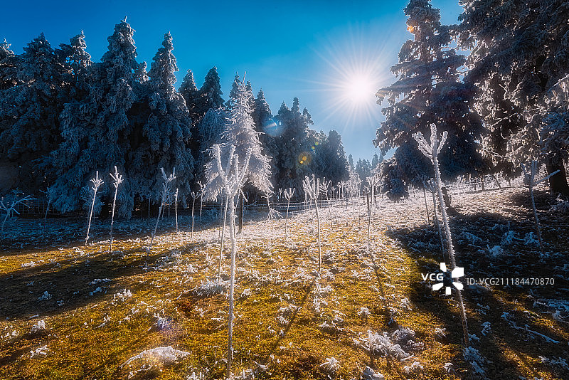 雪后的仙女山森林公园图片素材