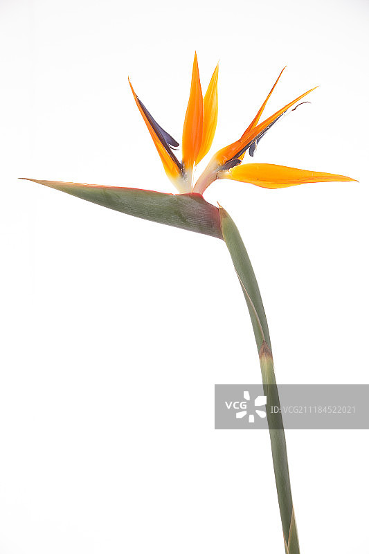 天堂鸟图片素材