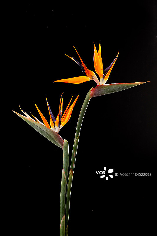 天堂鸟图片素材