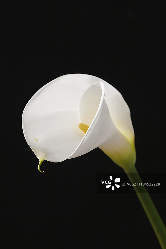 马蹄莲图片素材